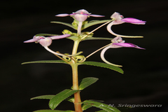Impatiens yercaudensis